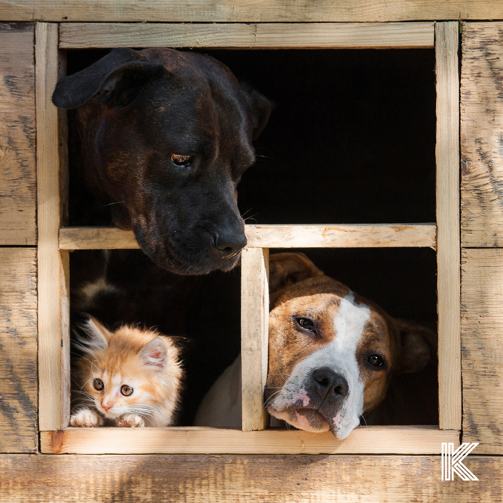 Animals in the window