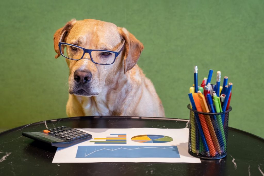 Business Dog